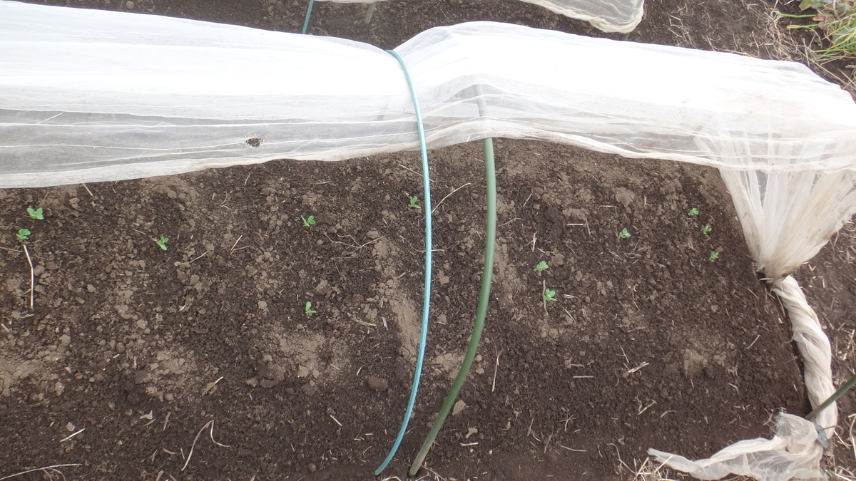 f:id:cafelegume:20191209215936j:plain