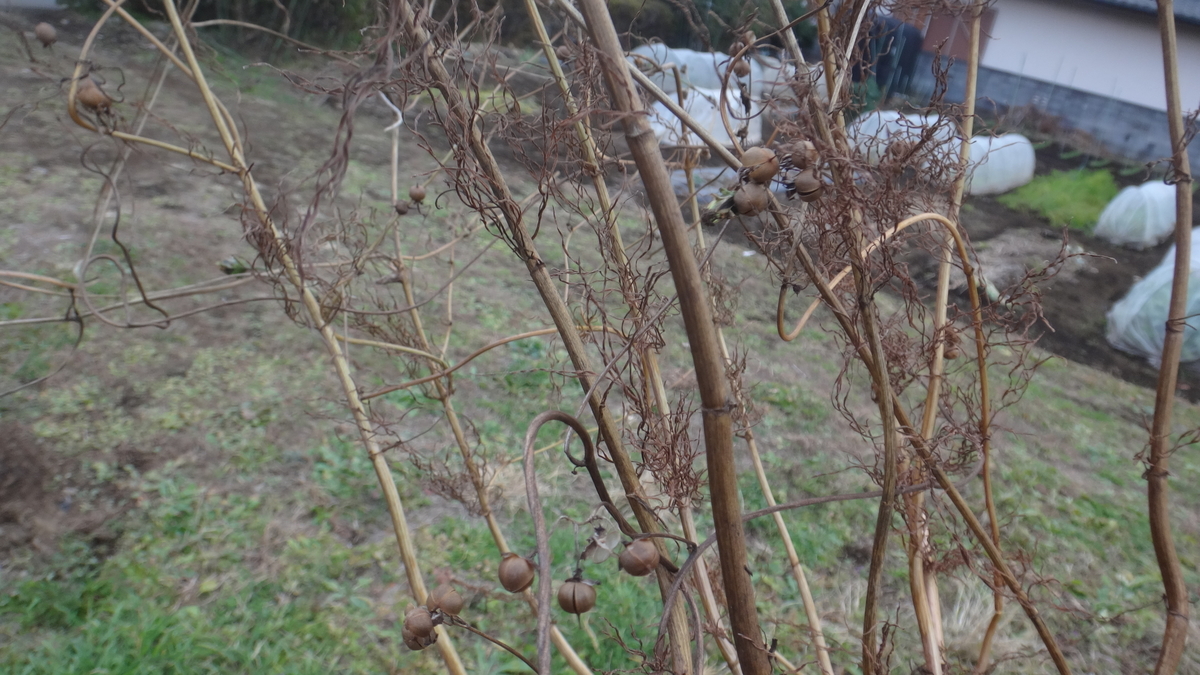 f:id:cafelegume:20191209223328j:plain