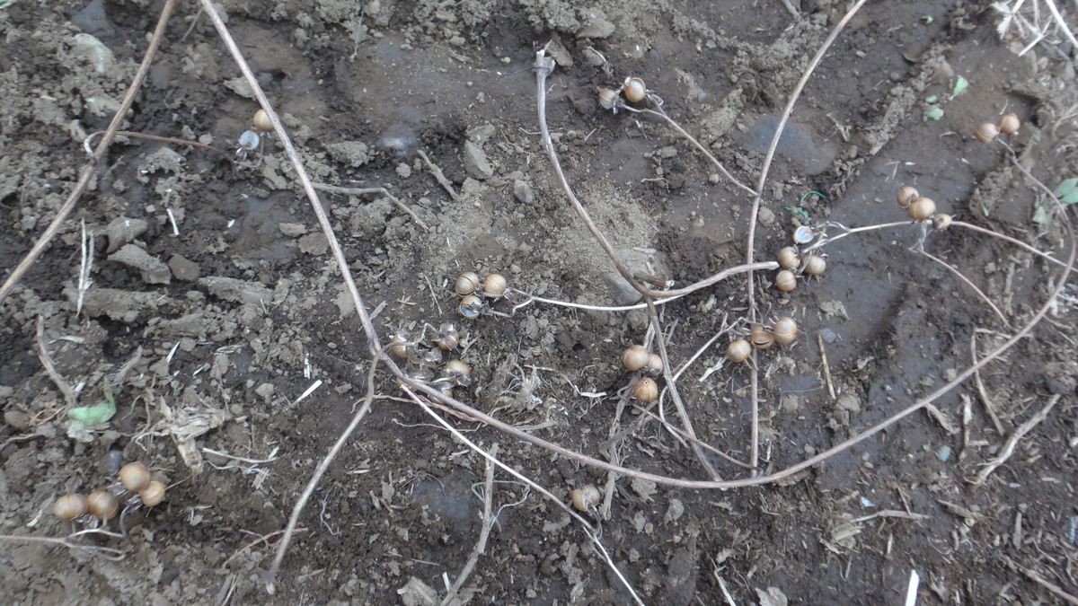 f:id:cafelegume:20191209223928j:plain