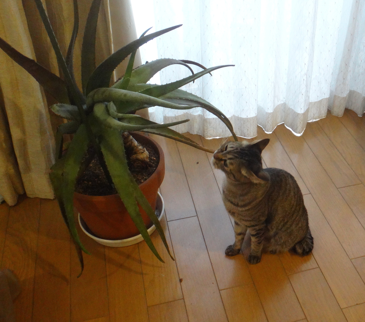 f:id:cafelegume:20200216093024j:plain