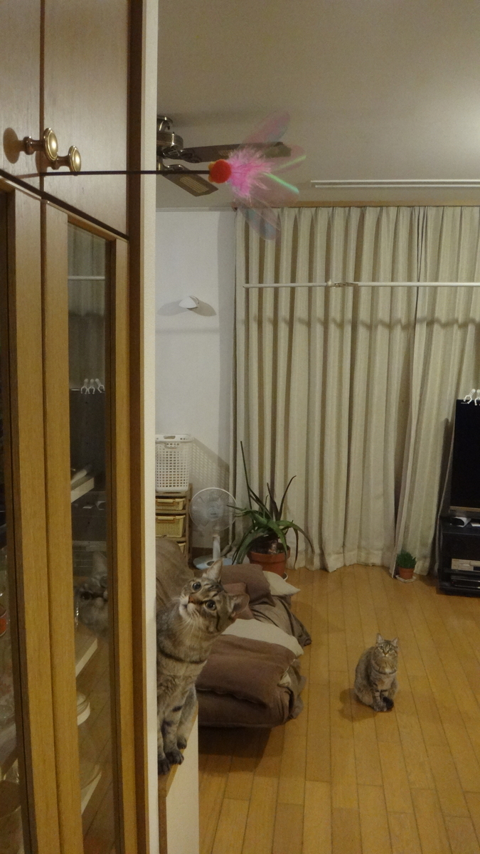 f:id:cafelegume:20200228183828j:plain