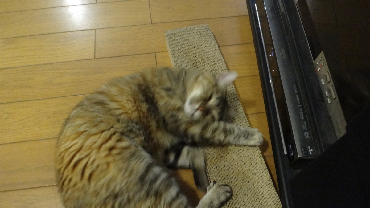 f:id:cafelegume:20200304172447j:plain f:id:cafelegume:20200304172447j:plain