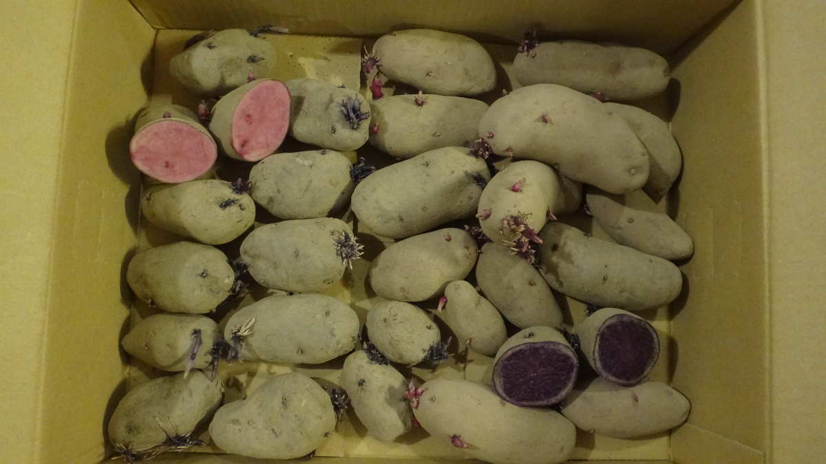 f:id:cafelegume:20200304175355j:plain f:id:cafelegume:20200304175355j:plain
