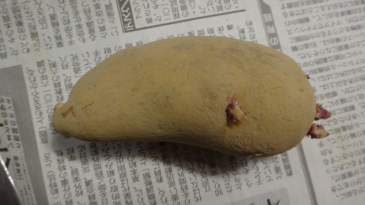 f:id:cafelegume:20200304180423j:plain f:id:cafelegume:20200304180423j:plain