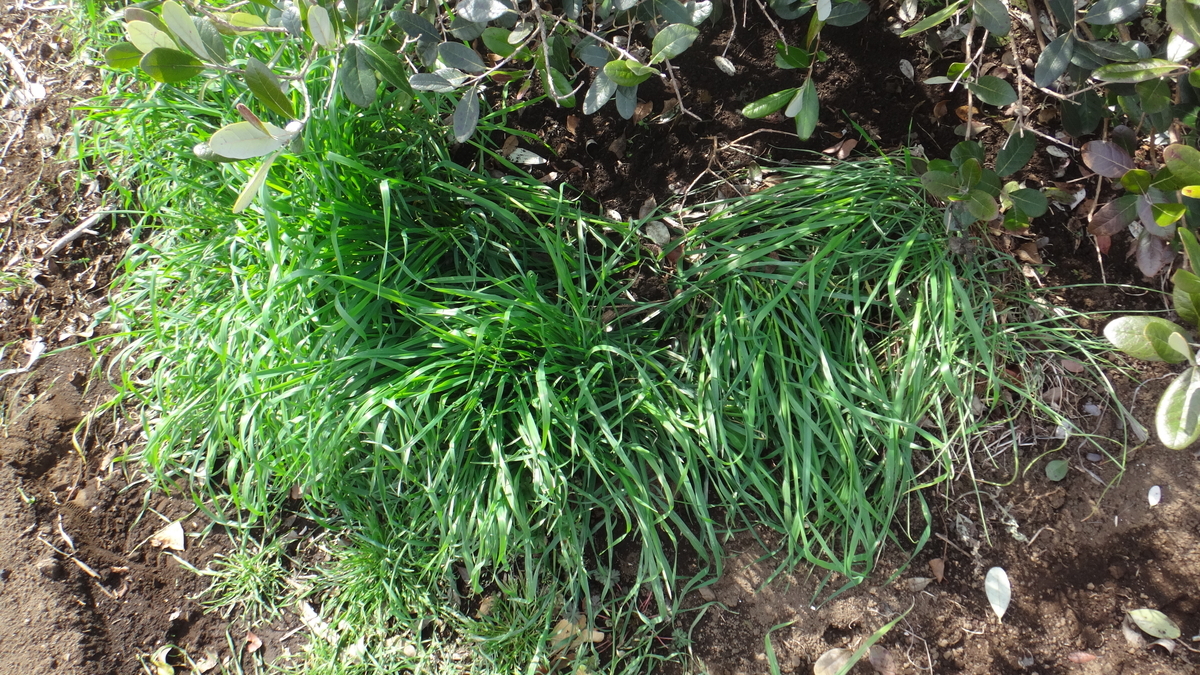 f:id:cafelegume:20200313133622j:plain