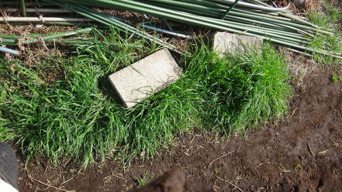 f:id:cafelegume:20200313133641j:plain