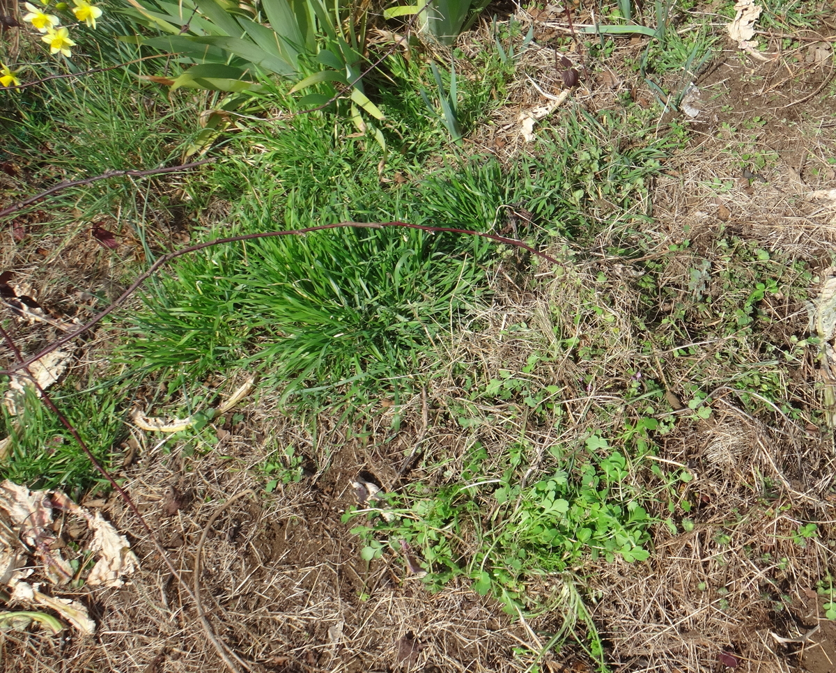 f:id:cafelegume:20200313133735j:plain