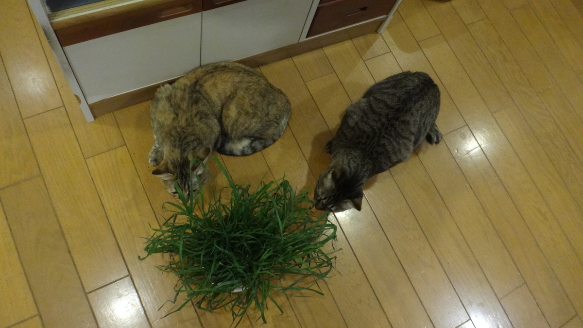 f:id:cafelegume:20200316223948j:plain