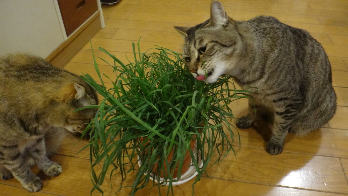 f:id:cafelegume:20200316224115j:plain