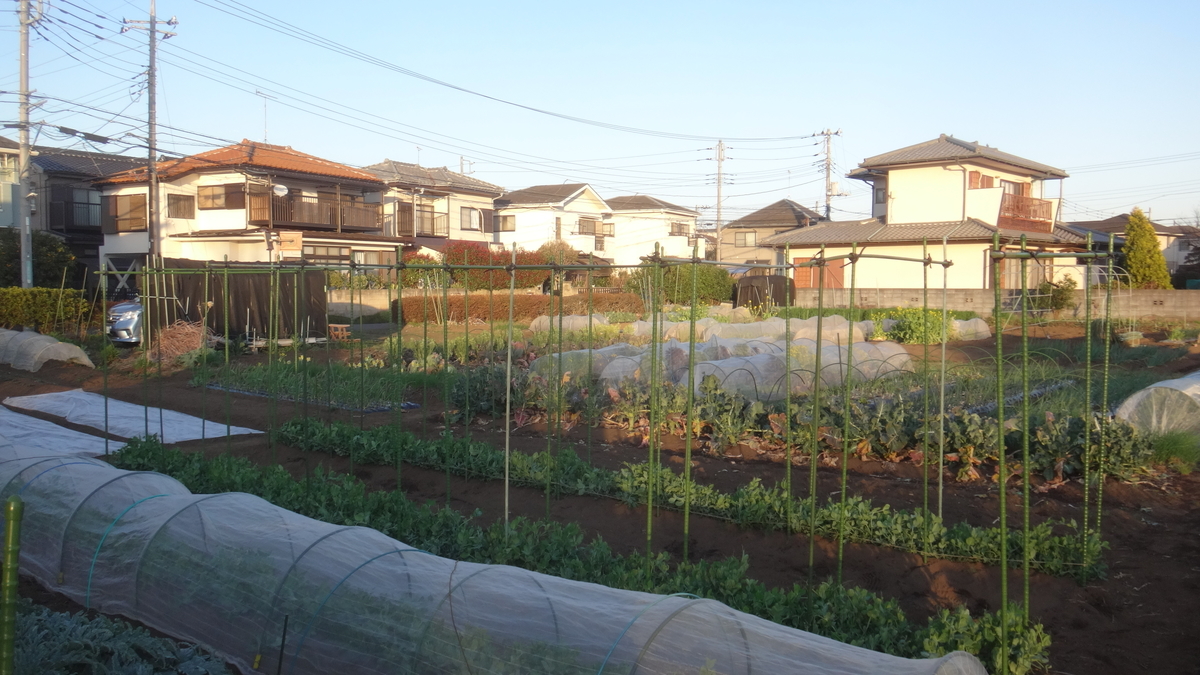 f:id:cafelegume:20200320235203j:plain