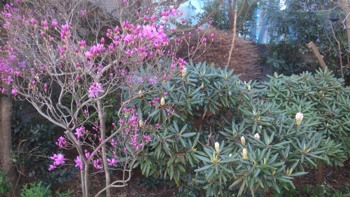 f:id:cafelegume:20200324200834j:plain f:id:cafelegume:20200324200834j:plain