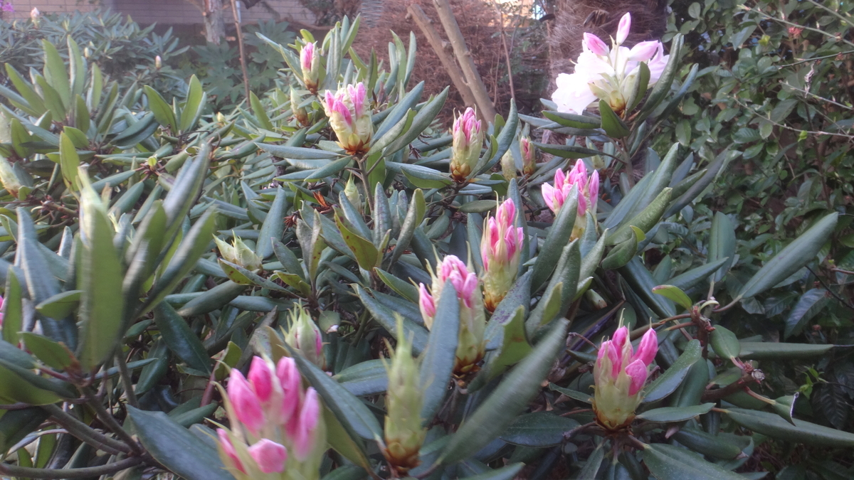 f:id:cafelegume:20200324201003j:plain f:id:cafelegume:20200324201003j:plain