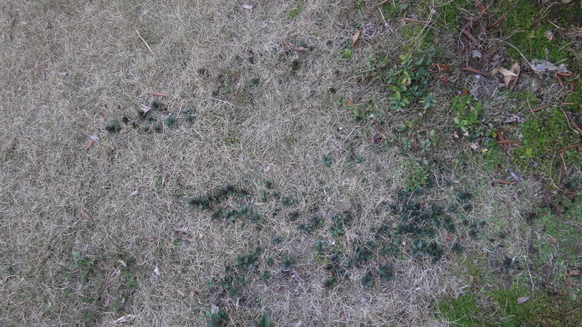 f:id:cafelegume:20200324205231j:plain f:id:cafelegume:20200324205231j:plain