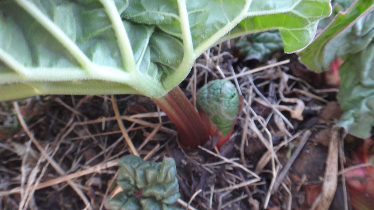 f:id:cafelegume:20200325220952j:plain