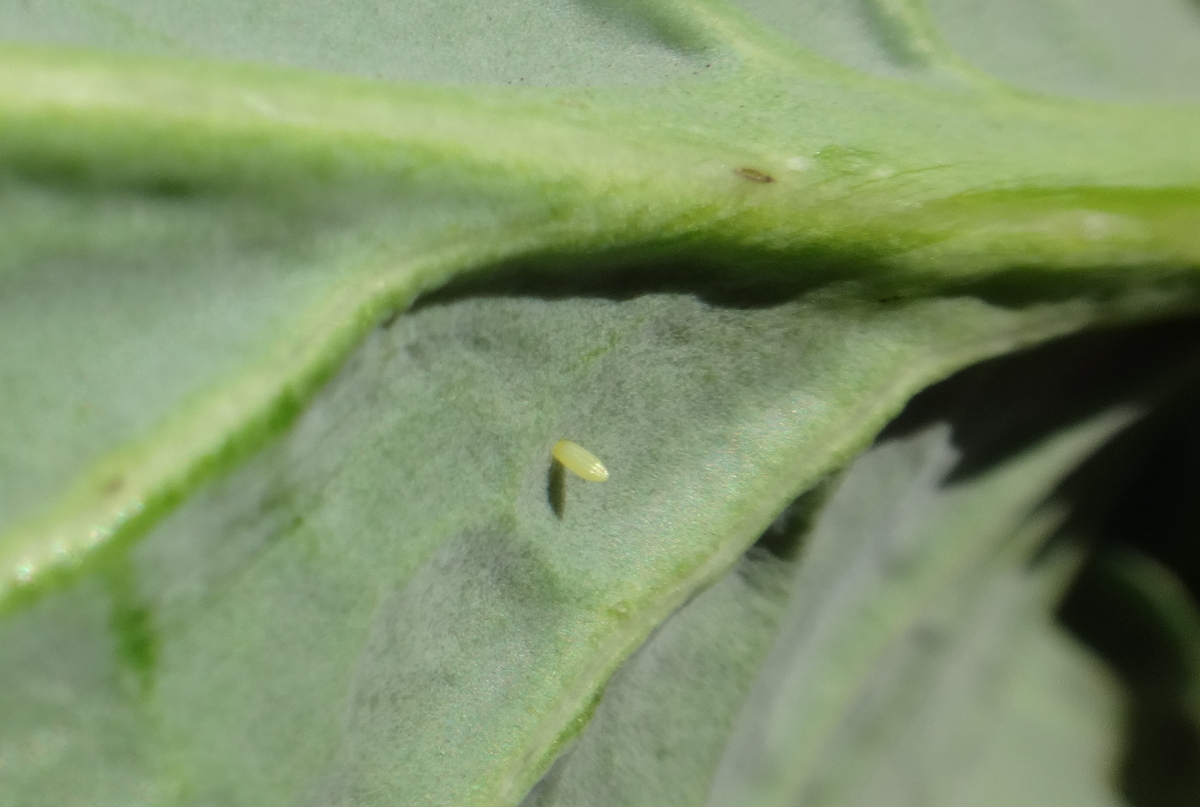 f:id:cafelegume:20200326221956j:plain f:id:cafelegume:20200326221956j:plain