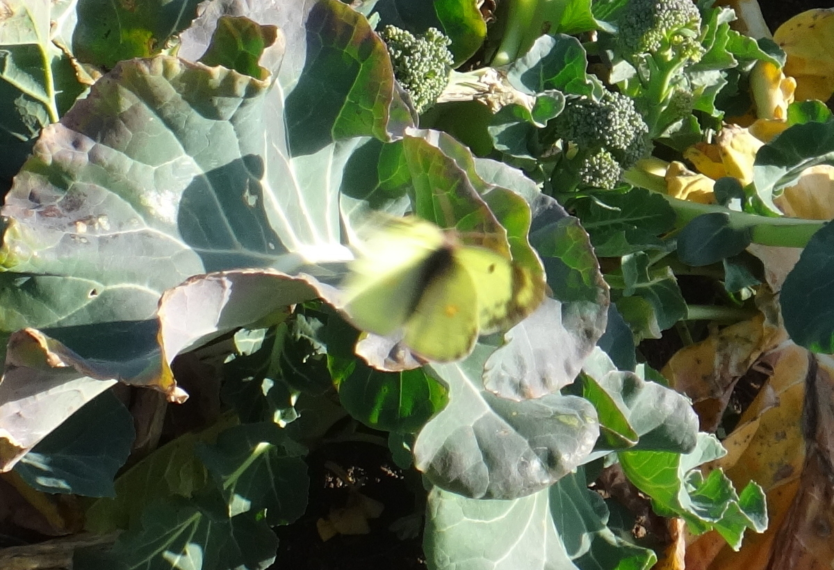 f:id:cafelegume:20200326233548j:plain f:id:cafelegume:20200326233548j:plain