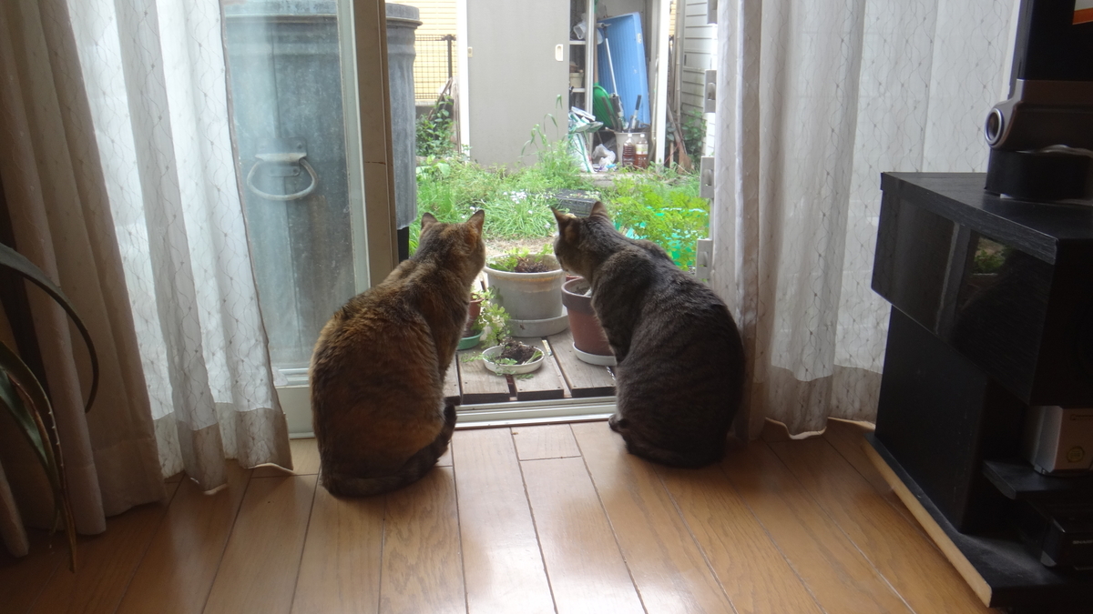 f:id:cafelegume:20200401203339j:plain