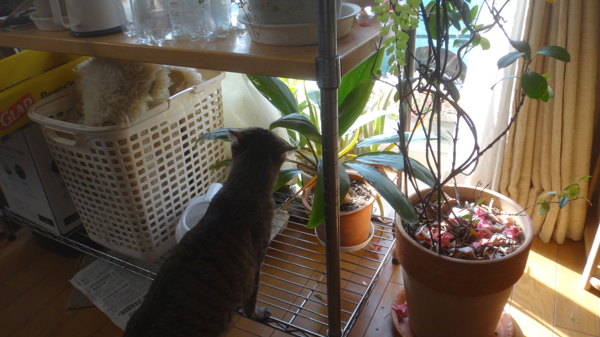 f:id:cafelegume:20200401205050j:plain