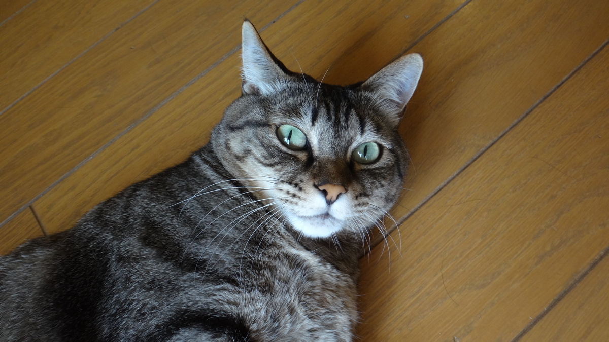 f:id:cafelegume:20200401205739j:plain