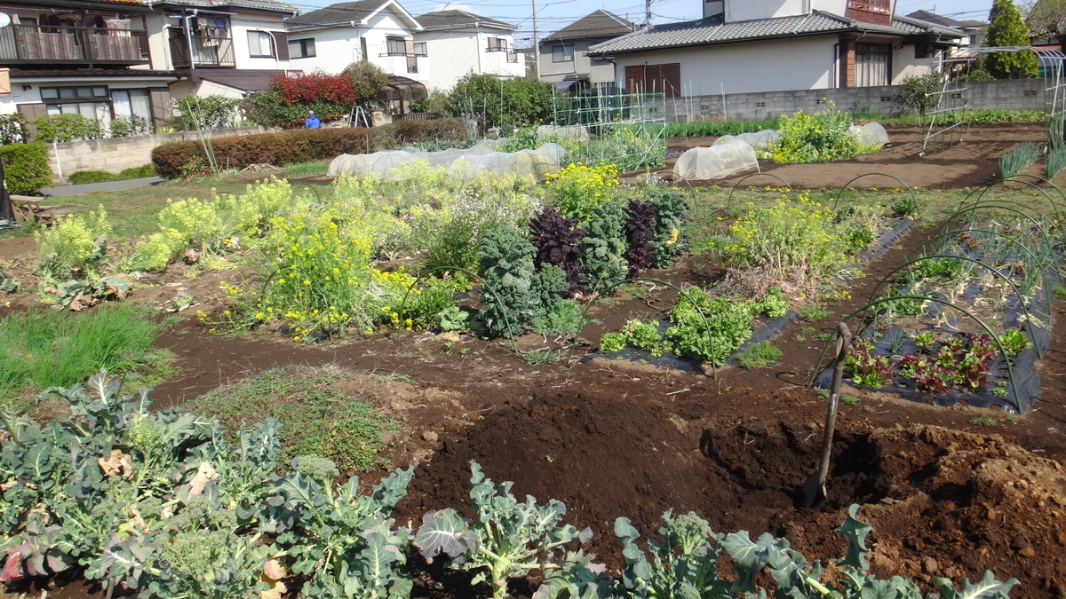 f:id:cafelegume:20200402205117j:plain f:id:cafelegume:20200402205117j:plain