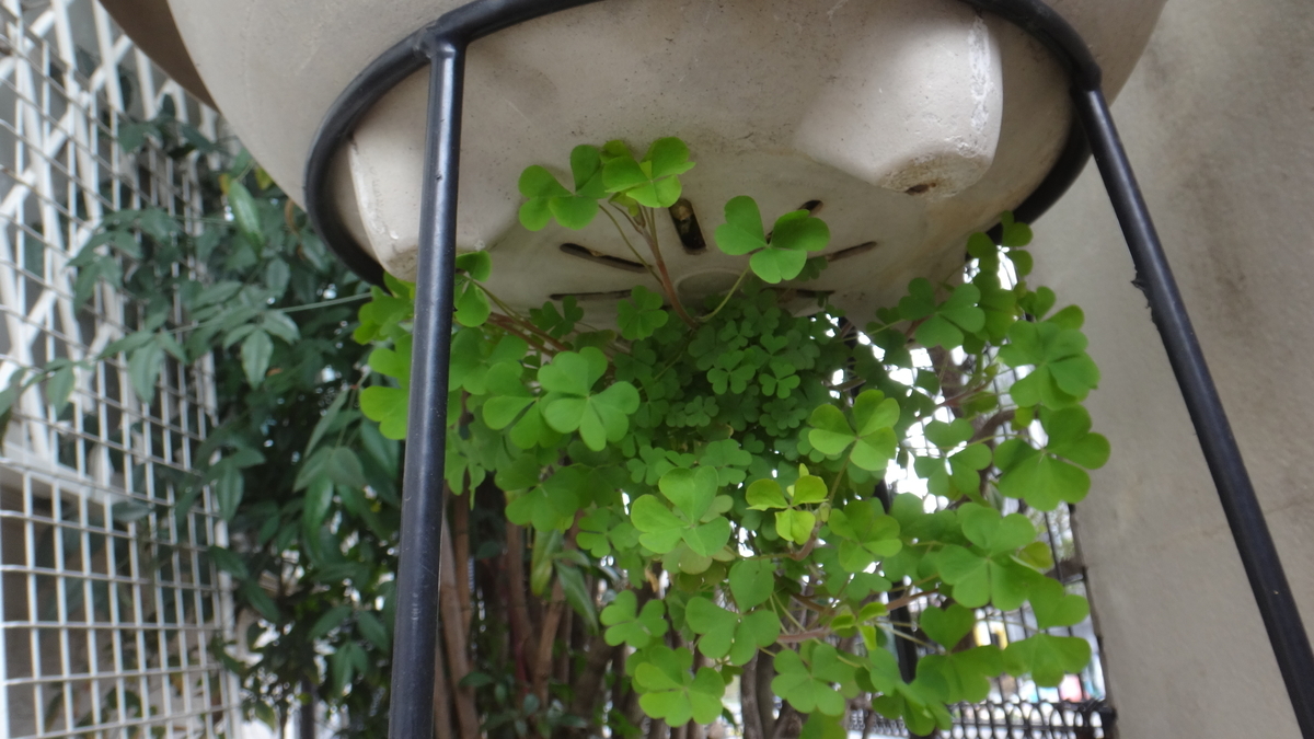 f:id:cafelegume:20200402210226j:plain f:id:cafelegume:20200402210226j:plain