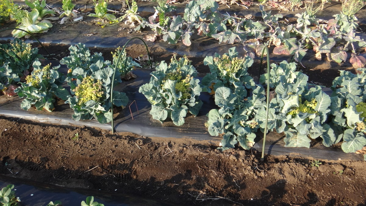 f:id:cafelegume:20200407115724j:plain