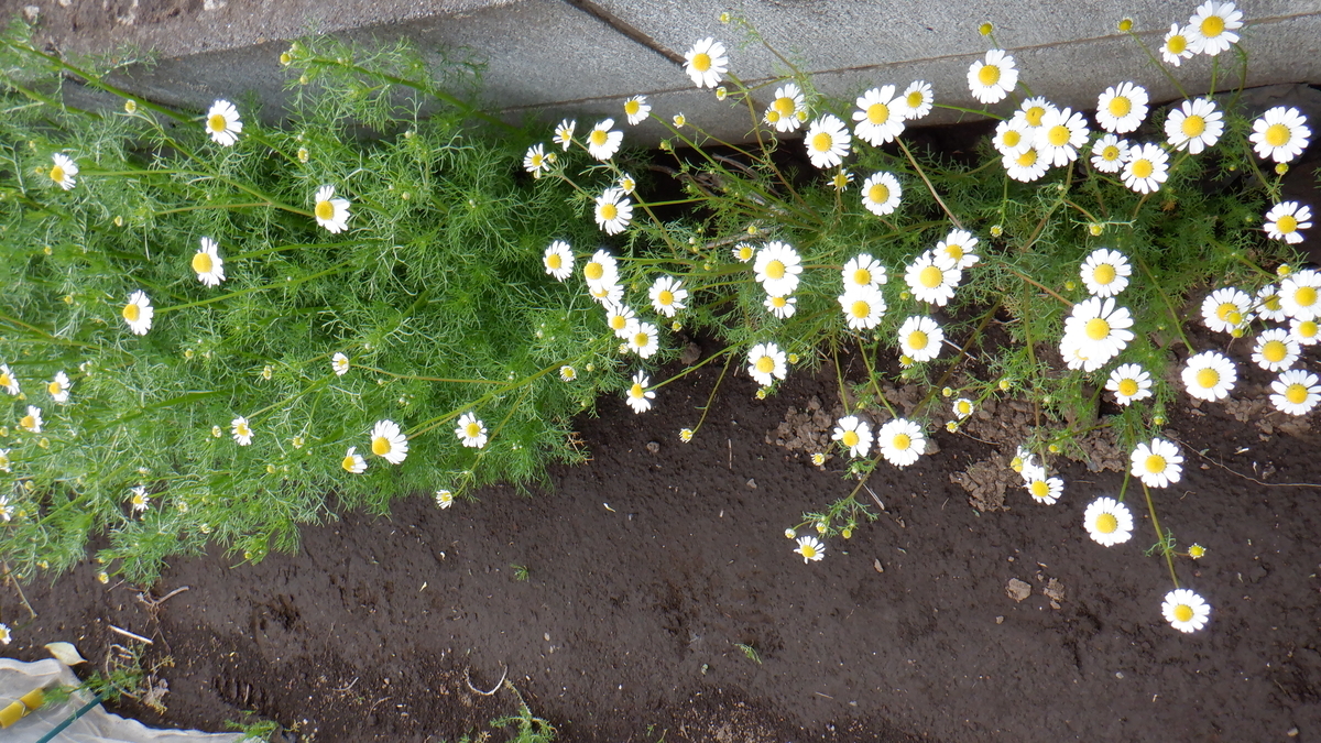 f:id:cafelegume:20200417220525j:plain