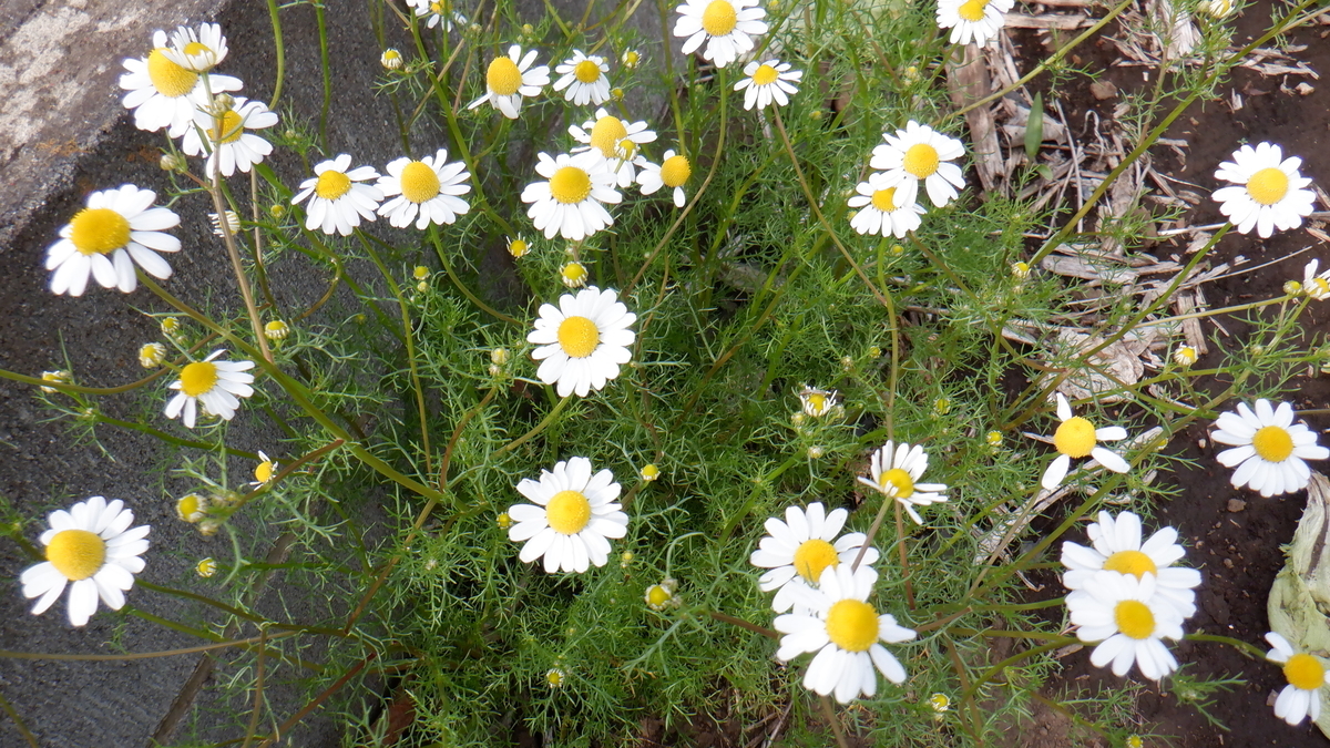 f:id:cafelegume:20200417220722j:plain