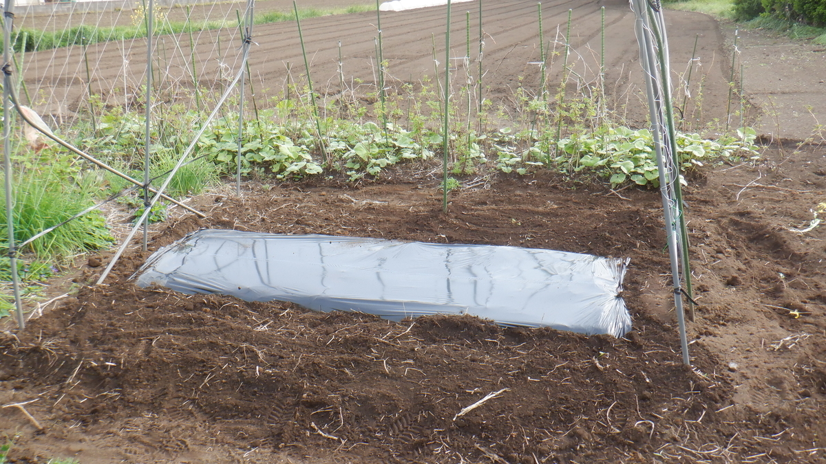 f:id:cafelegume:20200417224554j:plain