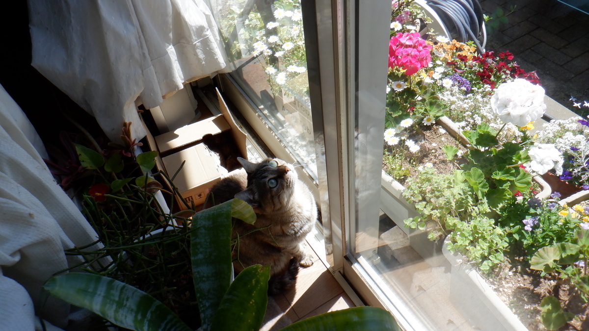f:id:cafelegume:20200419200330j:plain
