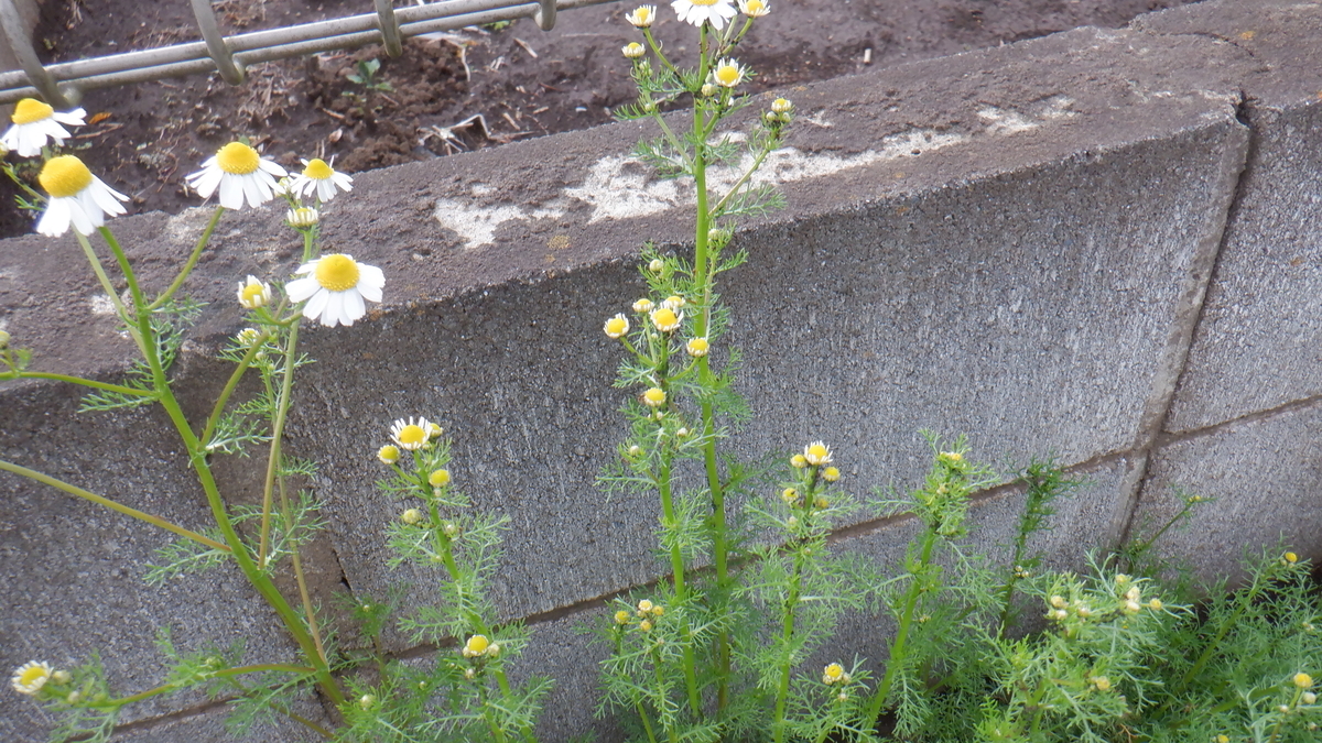 f:id:cafelegume:20200421221105j:plain