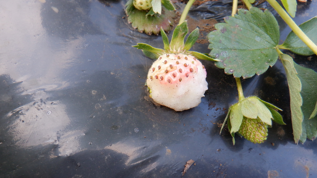 f:id:cafelegume:20200424203036j:plain f:id:cafelegume:20200424203036j:plain