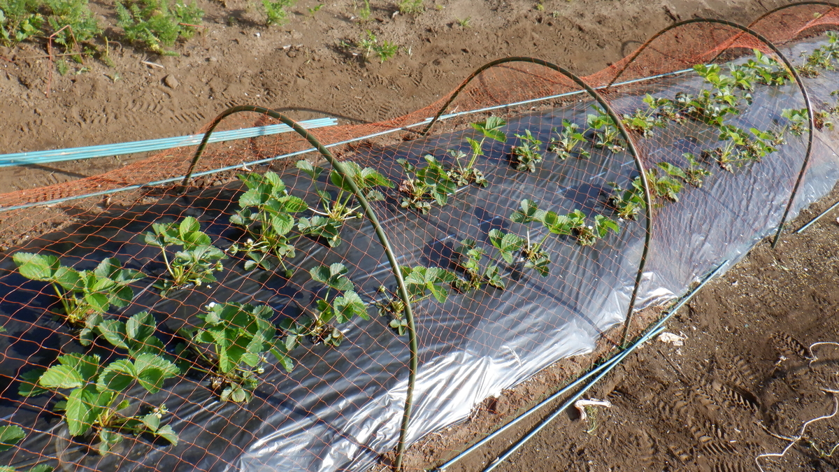 f:id:cafelegume:20200424204919j:plain f:id:cafelegume:20200424204919j:plain