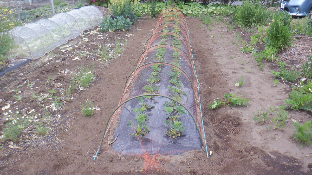 f:id:cafelegume:20200424205406j:plain f:id:cafelegume:20200424205406j:plain