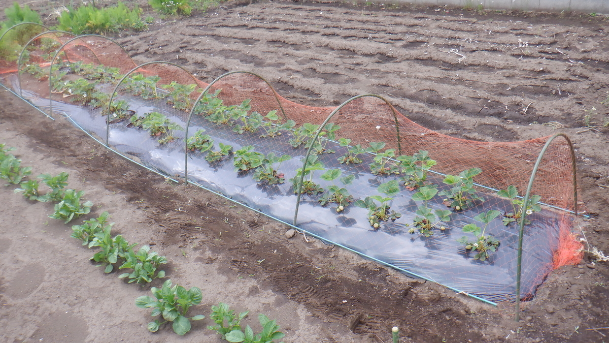 f:id:cafelegume:20200424205448j:plain f:id:cafelegume:20200424205448j:plain