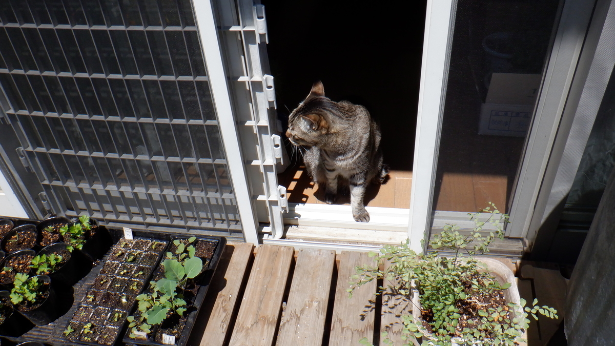 f:id:cafelegume:20200424211934j:plain f:id:cafelegume:20200424211934j:plain