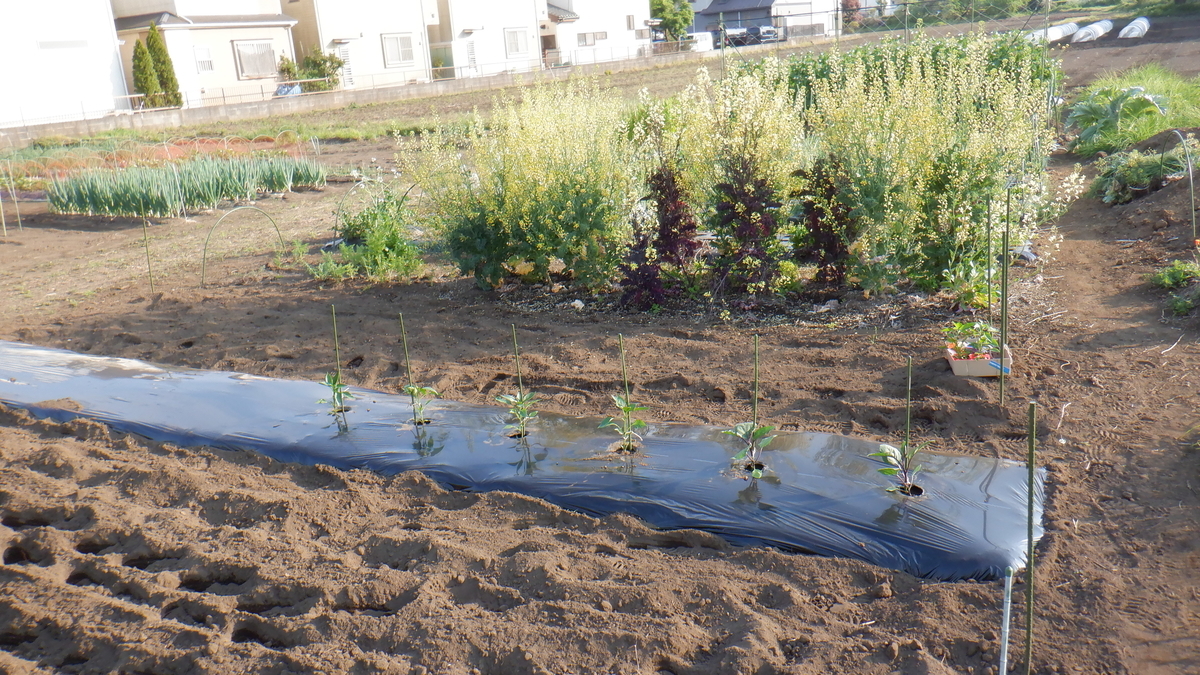 f:id:cafelegume:20200501225555j:plain f:id:cafelegume:20200501225555j:plain