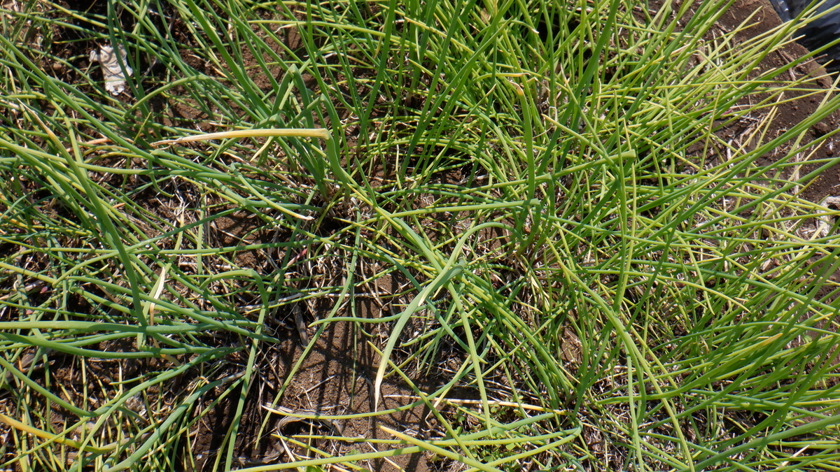f:id:cafelegume:20200501230318j:plain f:id:cafelegume:20200501230318j:plain