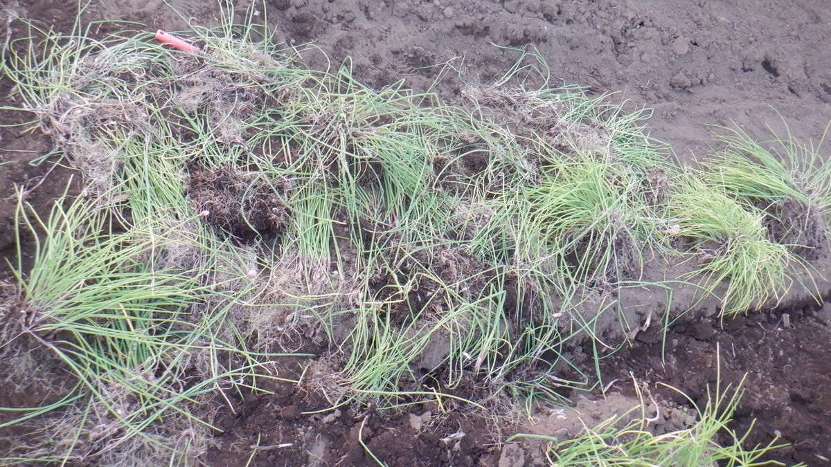 f:id:cafelegume:20200501230653j:plain f:id:cafelegume:20200501230653j:plain