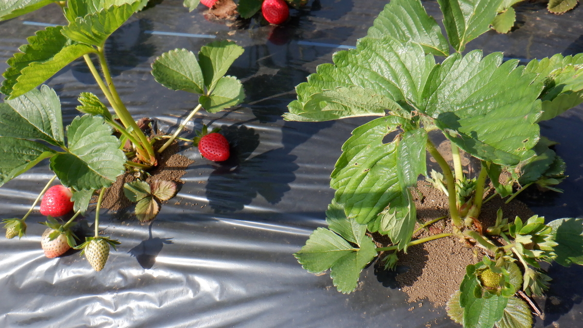 f:id:cafelegume:20200501232920j:plain f:id:cafelegume:20200501232920j:plain