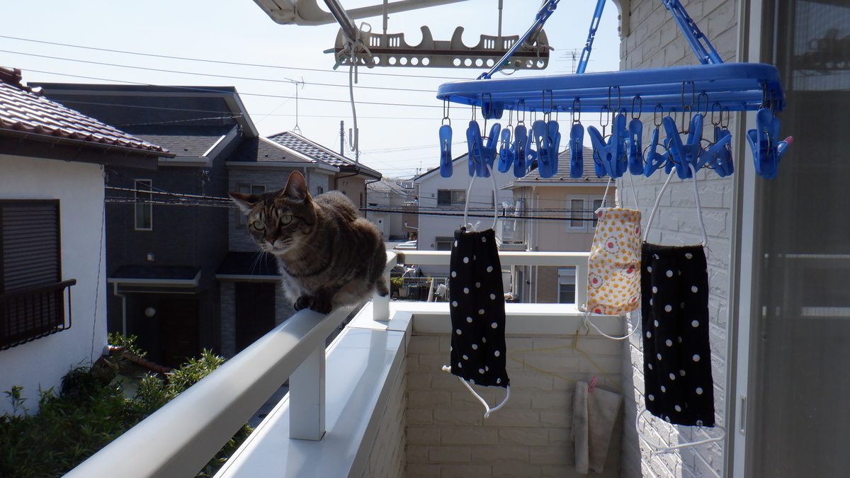 f:id:cafelegume:20200504235052j:plain