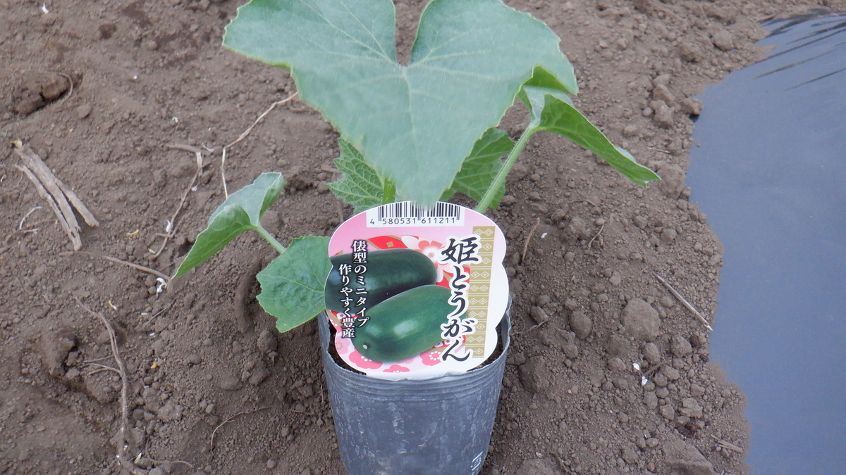 f:id:cafelegume:20200504235809j:plain