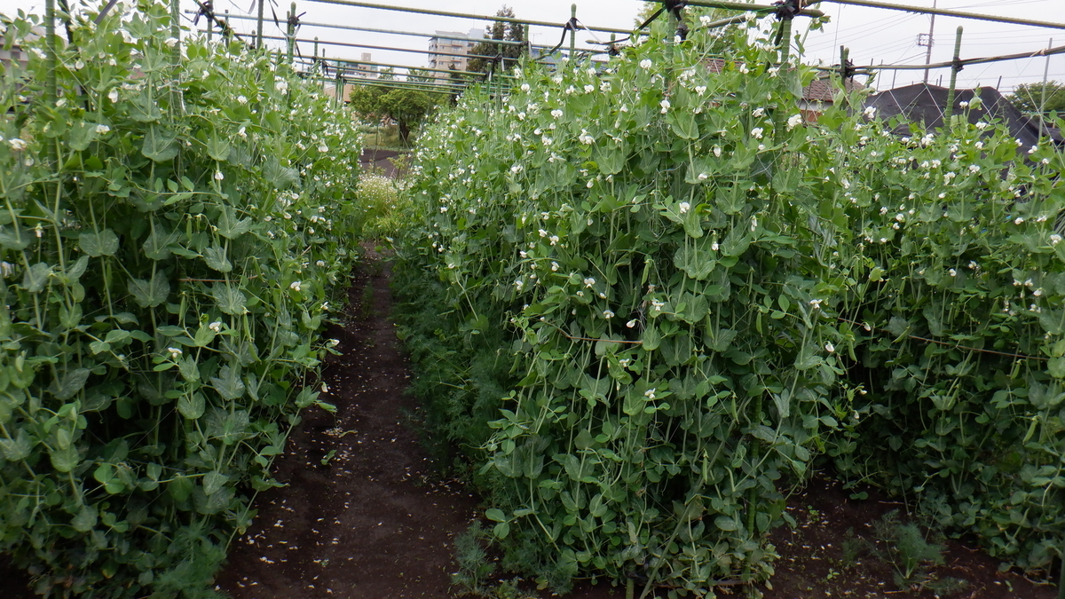 f:id:cafelegume:20200506201953j:plain f:id:cafelegume:20200506201953j:plain