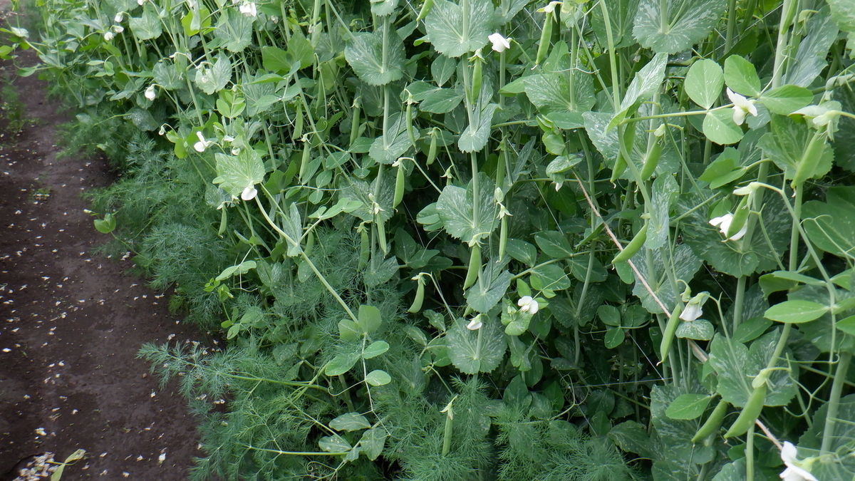 f:id:cafelegume:20200506202059j:plain f:id:cafelegume:20200506202059j:plain