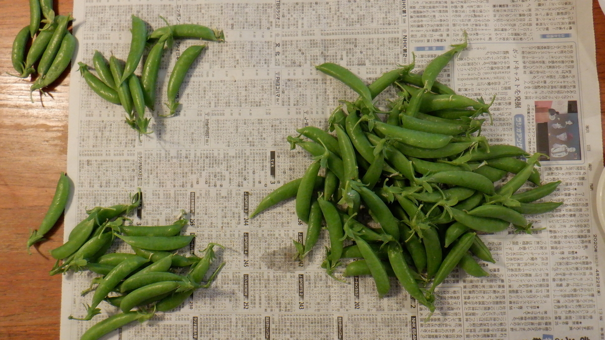 f:id:cafelegume:20200506202516j:plain f:id:cafelegume:20200506202516j:plain