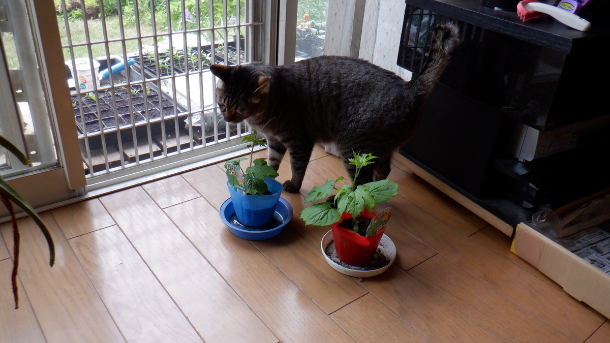 f:id:cafelegume:20200506202953j:plain f:id:cafelegume:20200506202953j:plain