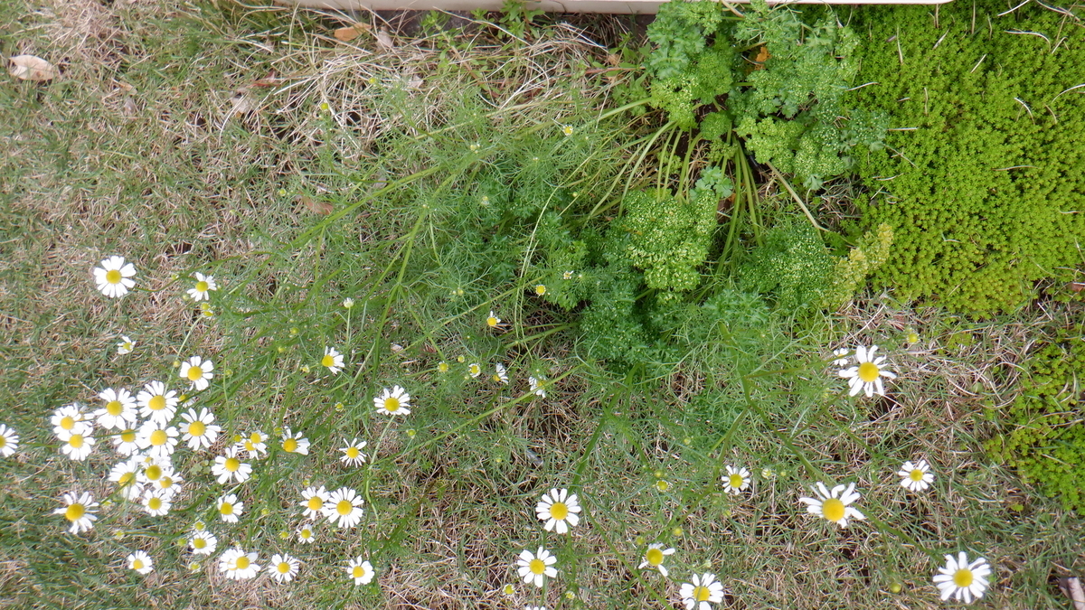f:id:cafelegume:20200506203540j:plain f:id:cafelegume:20200506203540j:plain