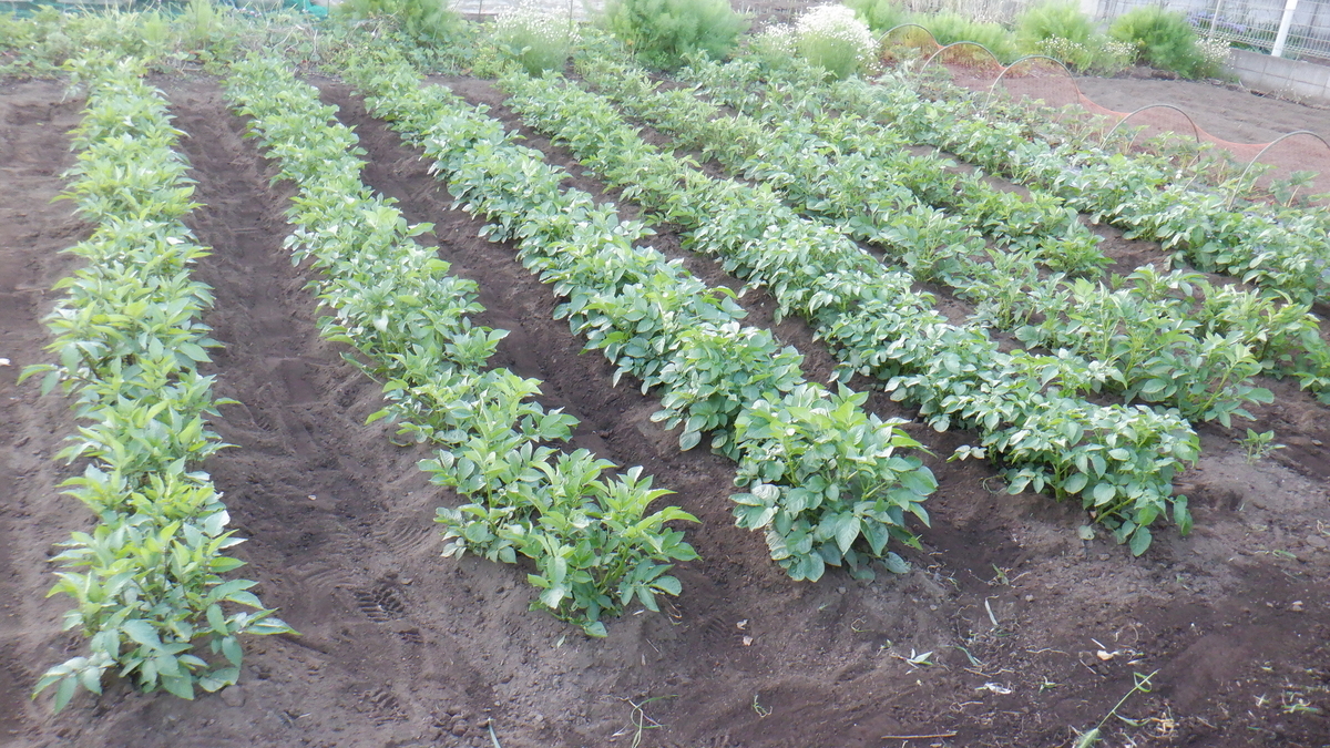 f:id:cafelegume:20200509003427j:plain