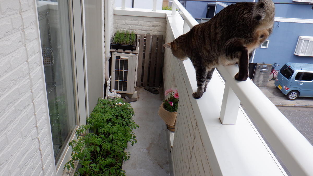 f:id:cafelegume:20200509213035j:plain f:id:cafelegume:20200509213035j:plain