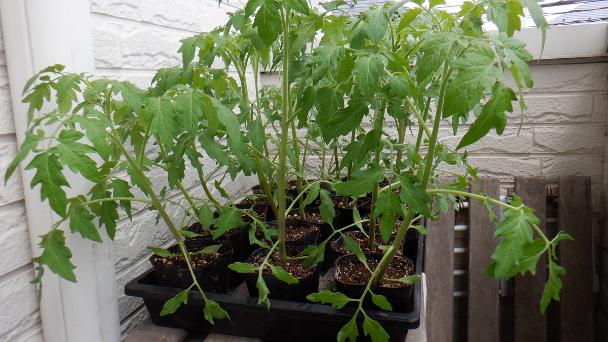f:id:cafelegume:20200509213129j:plain f:id:cafelegume:20200509213129j:plain